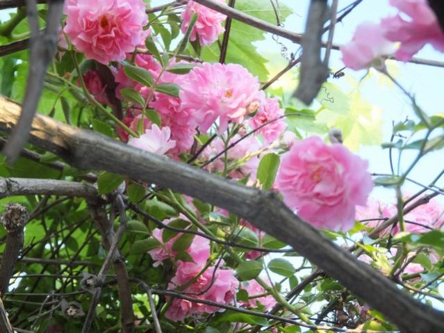 Name:  DSCF6877.jpg
Views: 337
Size:  59.7 KB