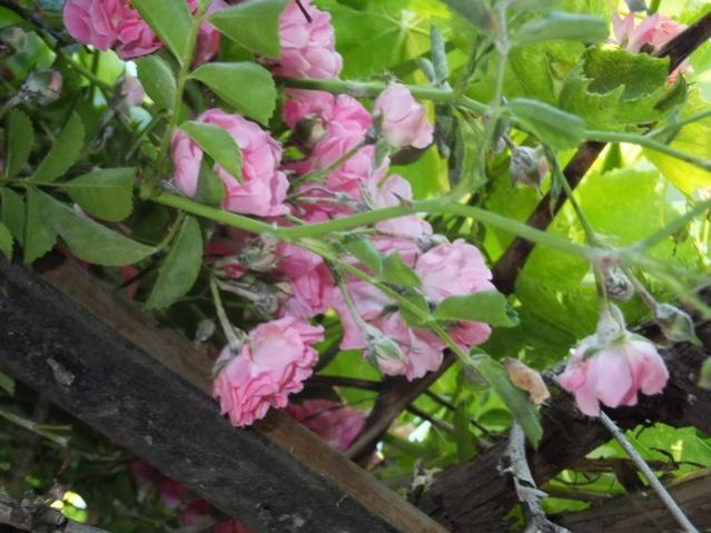 Name:  DSCF6878.jpg
Views: 267
Size:  51.5 KB
