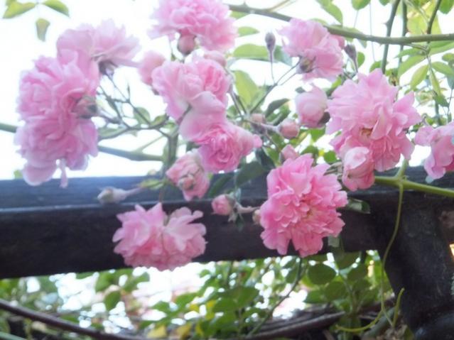 Name:  DSCF6880.jpg
Views: 271
Size:  44.9 KB