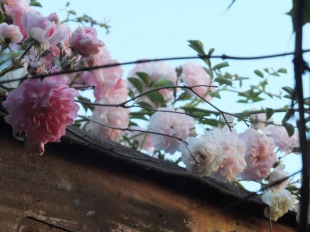 Name:  DSCF6882.jpg
Views: 266
Size:  40.4 KB