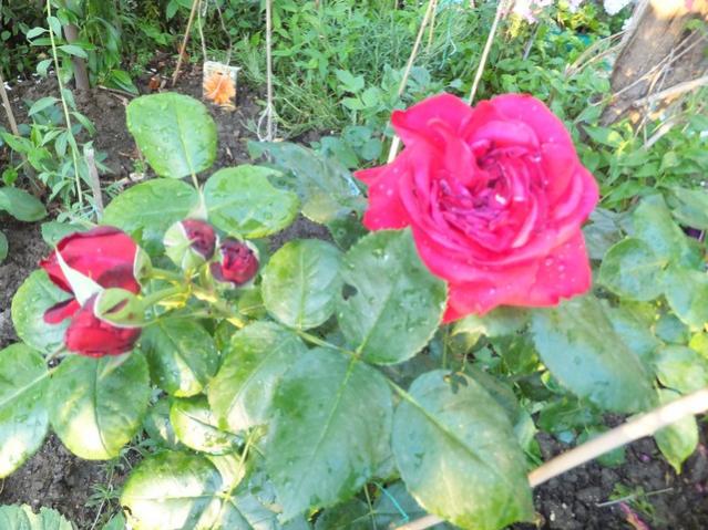 Name:  DSCF6884.jpg
Views: 268
Size:  64.2 KB