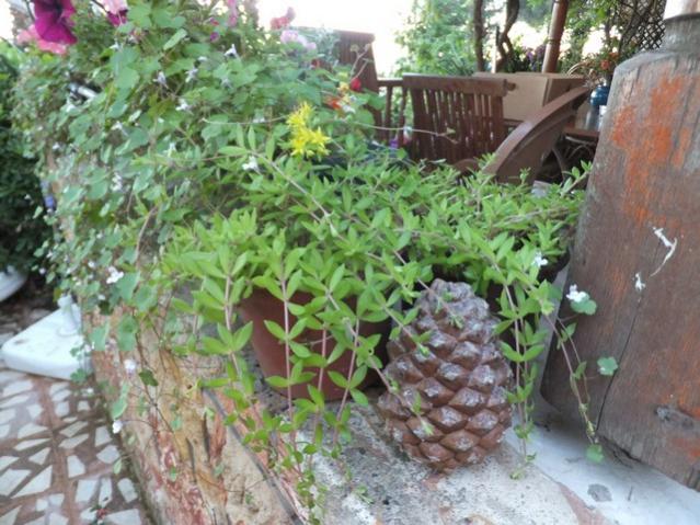 Name:  DSCF6896.jpg
Views: 243
Size:  64.0 KB