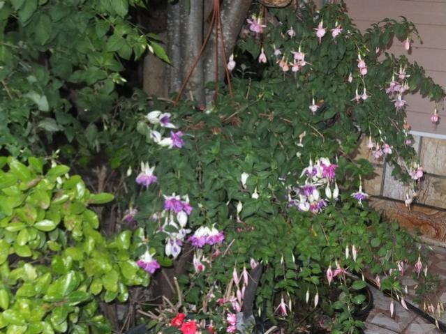 Name:  DSCF6915.jpg
Views: 256
Size:  62.1 KB