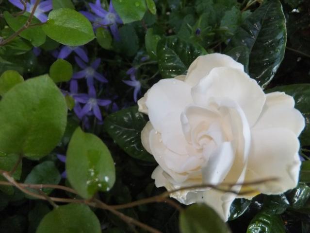 Name:  DSCF7029.jpg
Views: 215
Size:  33.7 KB