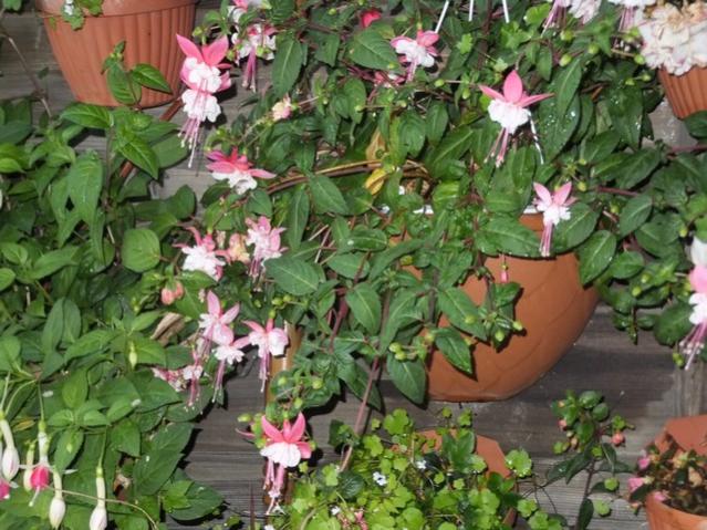 Name:  DSCF7035.jpg
Views: 179
Size:  67.0 KB