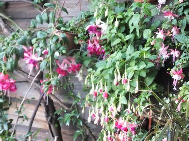Name:  DSCF7037.jpg
Views: 184
Size:  69.5 KB