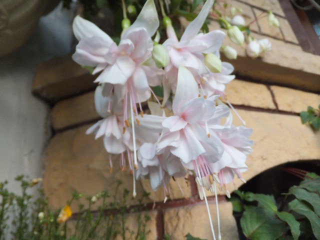 Name:  DSCF7047.jpg
Views: 176
Size:  68.8 KB