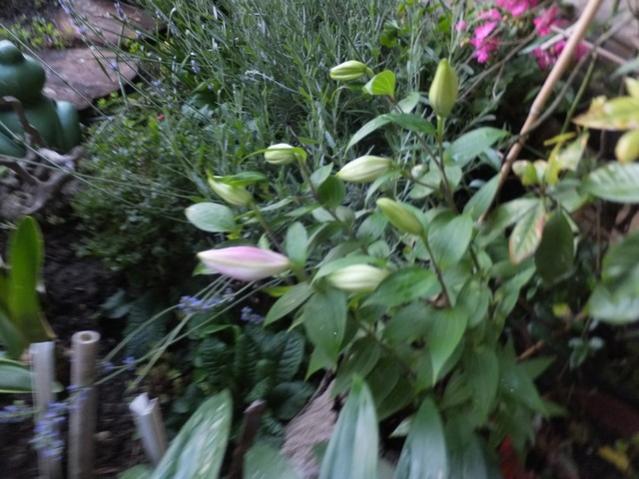 Name:  DSCF7059.jpg
Views: 179
Size:  53.0 KB
