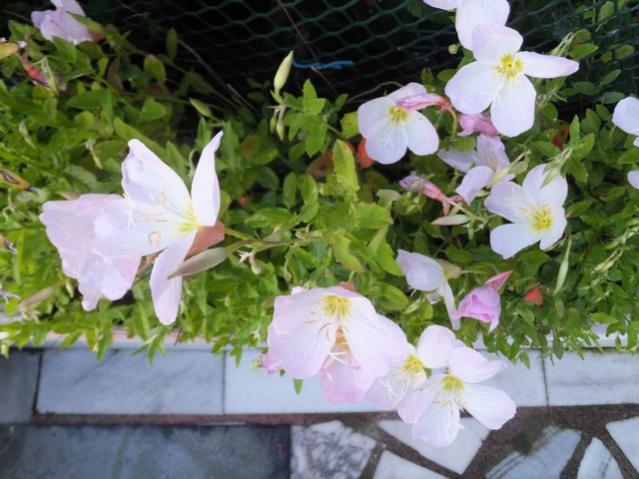 Name:  DSCF7071.jpg
Views: 194
Size:  50.6 KB