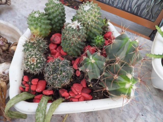 Name:  DSCF7102.jpg
Views: 344
Size:  55.3 KB