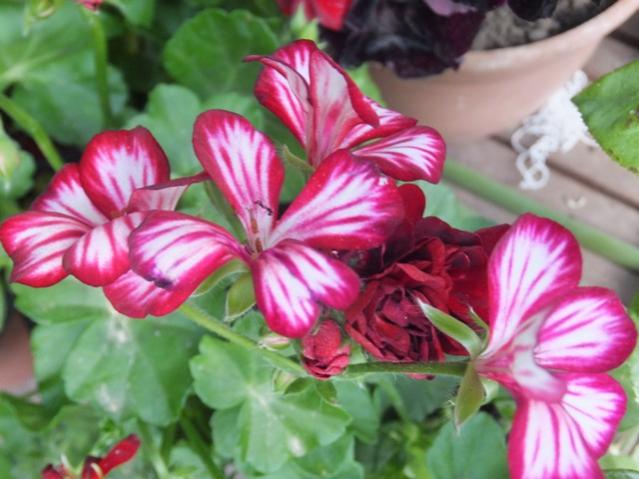 Name:  DSCF7124.jpg
Views: 345
Size:  45.3 KB