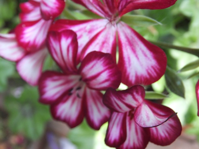 Name:  DSCF7125.jpg
Views: 349
Size:  67.1 KB
