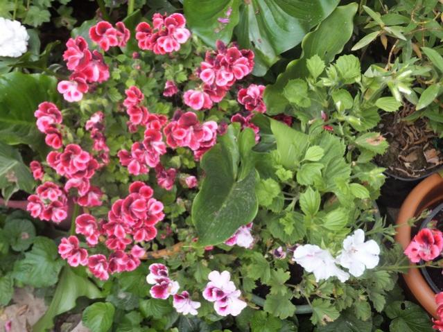 Name:  DSCF7128.jpg
Views: 320
Size:  67.8 KB