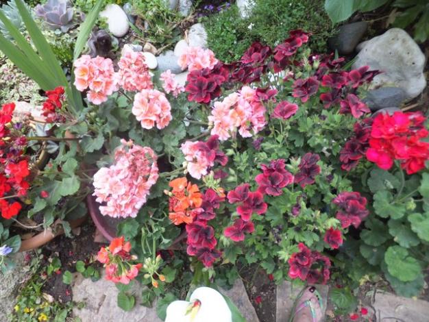 Name:  DSCF7130.jpg
Views: 352
Size:  71.4 KB