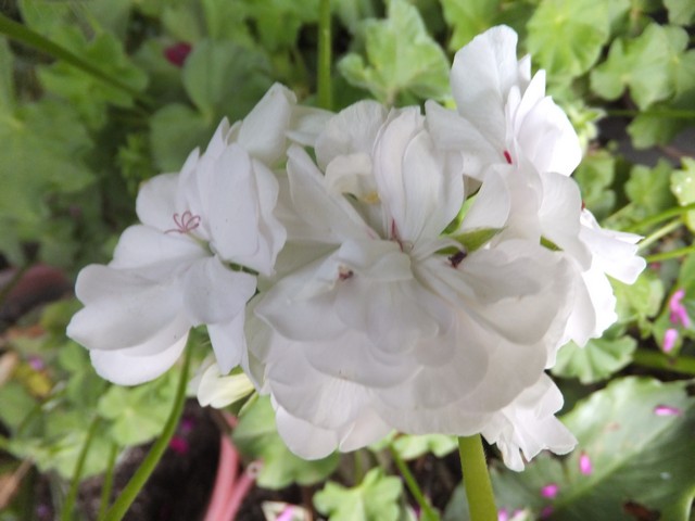 Name:  DSCF7134.jpg
Views: 340
Size:  66.8 KB