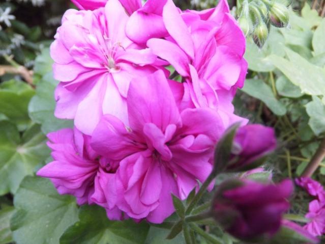 Name:  DSCF7137.jpg
Views: 313
Size:  41.3 KB