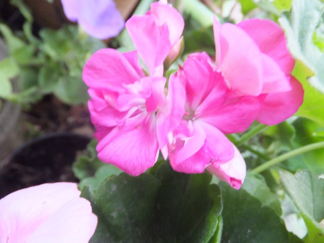 Name:  DSCF7147.jpg
Views: 344
Size:  65.6 KB