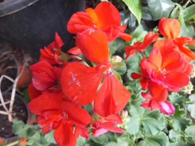 Name:  DSCF7148.jpg
Views: 297
Size:  44.5 KB