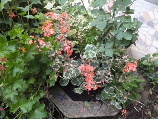 Name:  DSCF7151.jpg
Views: 306
Size:  71.1 KB