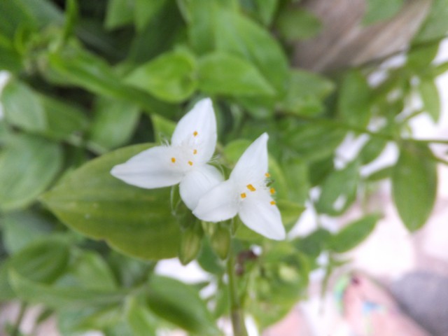 Name:  DSCF7156.jpg
Views: 323
Size:  56.6 KB