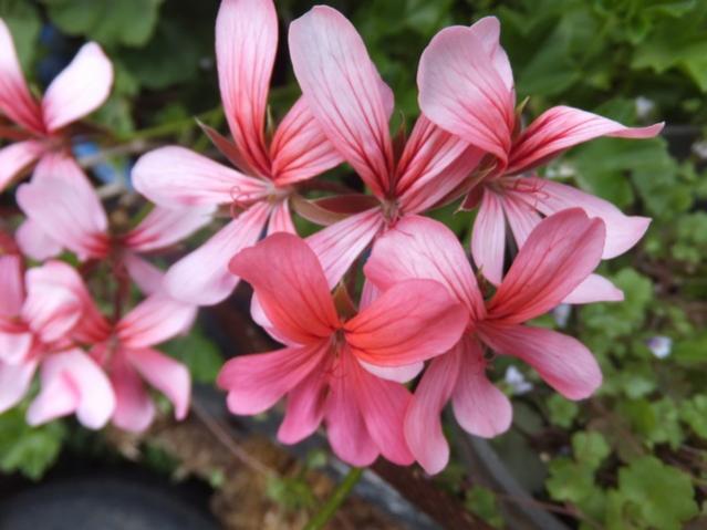 Name:  DSCF7164.jpg
Views: 303
Size:  40.7 KB