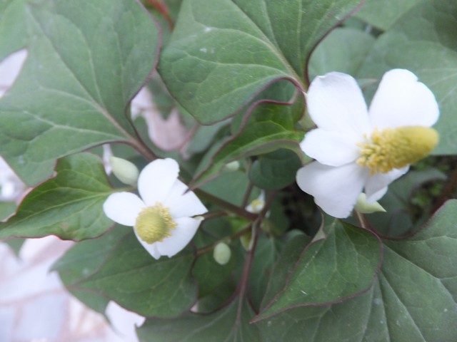 Name:  DSCF7200.jpg
Views: 311
Size:  61.7 KB