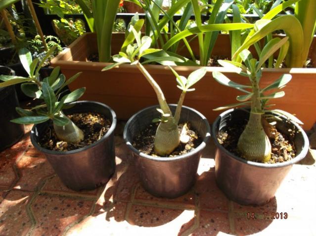 Name:  DSCF0407.jpg
Views: 472
Size:  56.1 KB