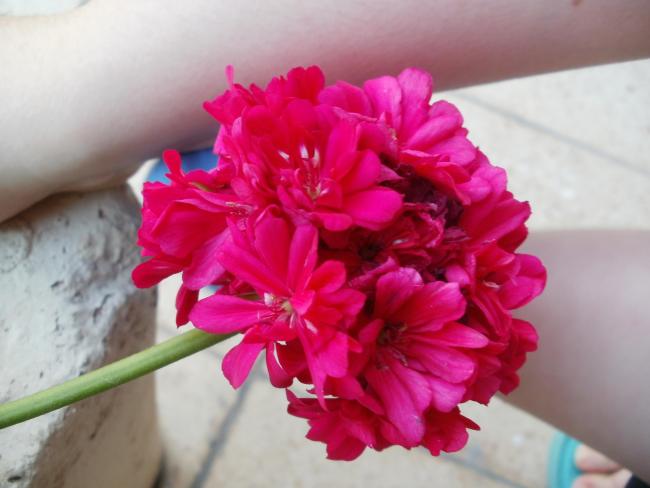 Name:  P1010041a.jpg
Views: 428
Size:  34.2 KB