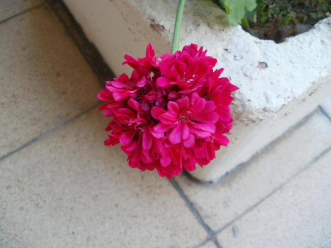 Name:  P1010043a.jpg
Views: 419
Size:  32.4 KB