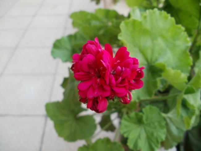 Name:  P1010031a.jpg
Views: 436
Size:  26.4 KB