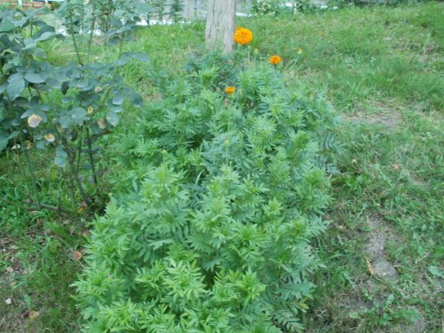 Name:  P1010055a.jpg
Views: 349
Size:  70.9 KB