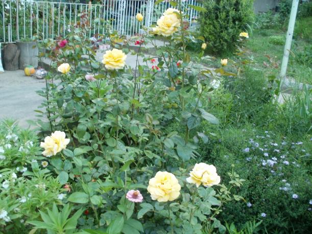 Name:  P1010049a.jpg
Views: 352
Size:  71.8 KB