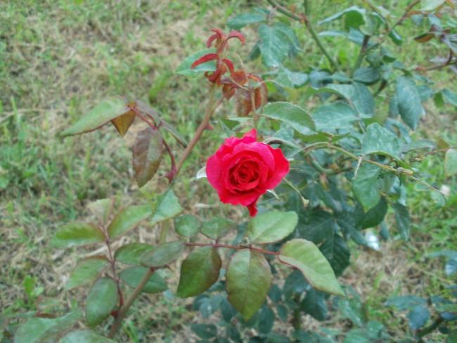 Name:  P1010060a.jpg
Views: 369
Size:  52.5 KB
