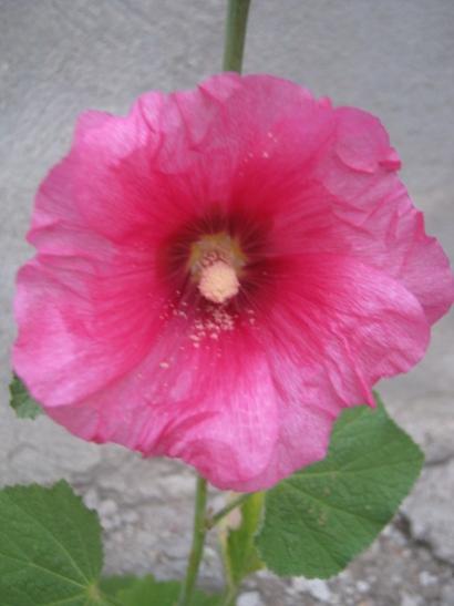 Name:  hatmi.jpg
Views: 777
Size:  23.9 KB
