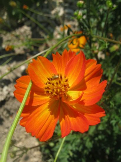 Name:  cosmos.jpg
Views: 837
Size:  32.1 KB