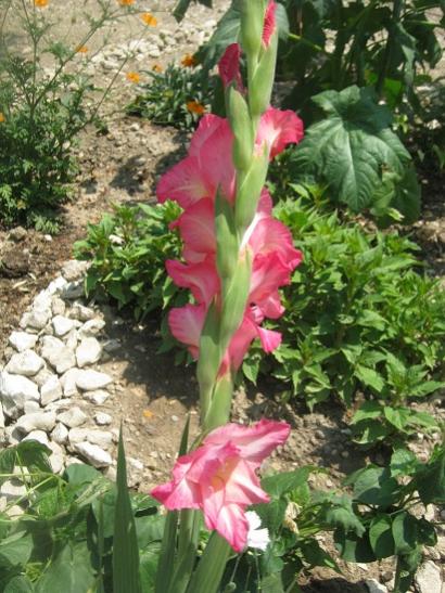 Name:  pembe g..jpg
Views: 1099
Size:  55.9 KB