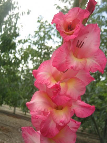 Name:  pembe g1.jpg
Views: 1138
Size:  32.1 KB