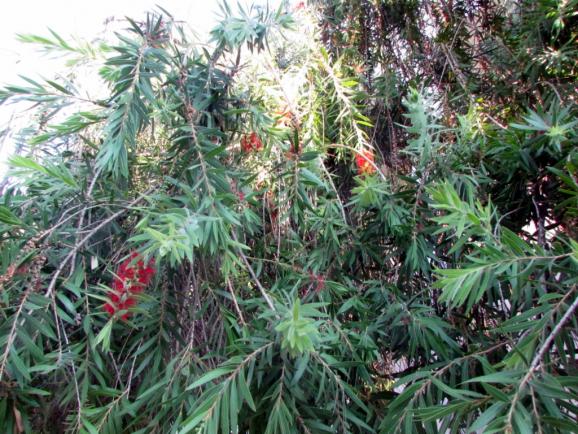Name:  IMG_7828.jpg
Views: 515
Size:  73.7 KB
