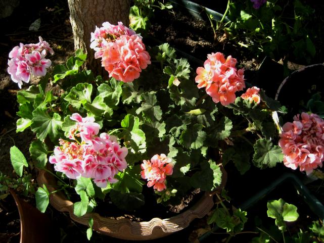 Name:  IMG_4145.jpg
Views: 1359
Size:  70.6 KB