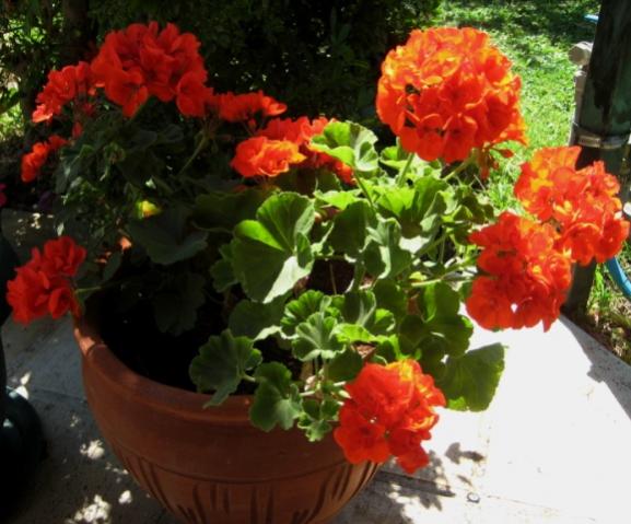 Name:  IMG_4129.jpg
Views: 1394
Size:  46.3 KB