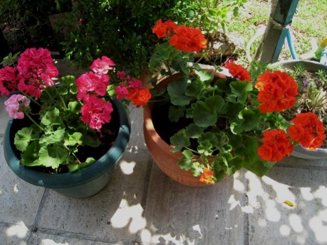 Name:  IMG_4113.jpg
Views: 1604
Size:  57.6 KB