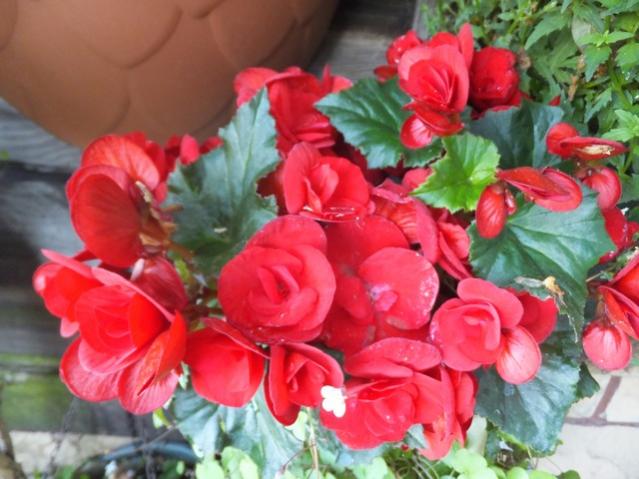 Name:  DSCF7205.jpg
Views: 362
Size:  48.2 KB