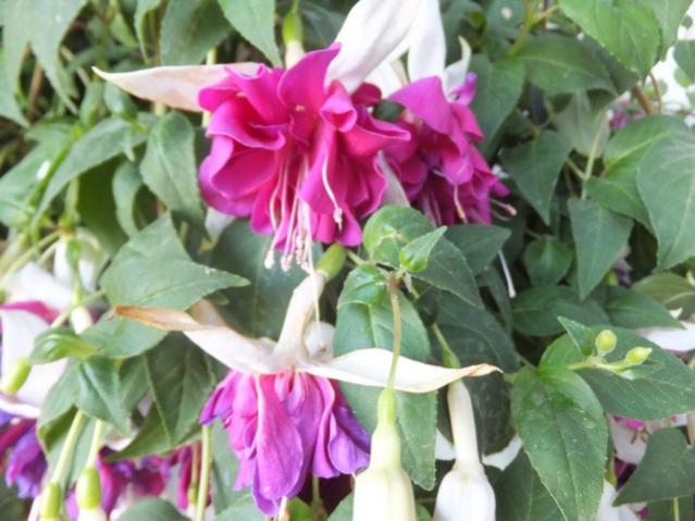 Name:  DSCF7206.jpg
Views: 600
Size:  47.3 KB
