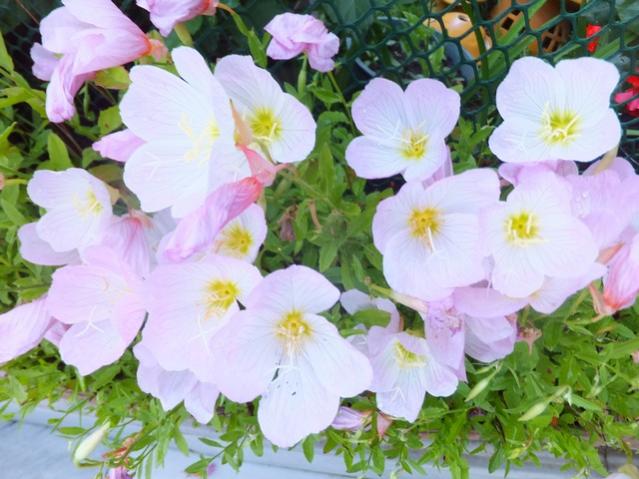 Name:  DSCF7228.jpg
Views: 361
Size:  51.0 KB