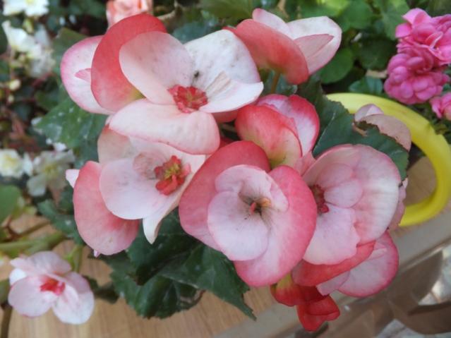 Name:  DSCF7291.jpg
Views: 316
Size:  38.0 KB