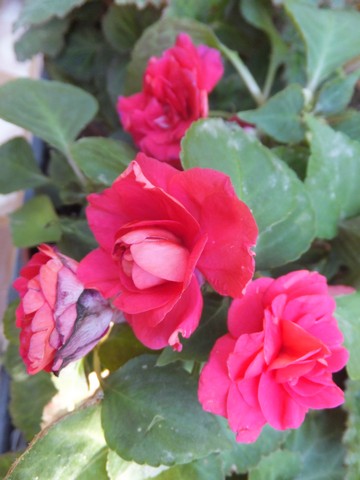 Name:  DSCF7297.jpg
Views: 356
Size:  50.4 KB