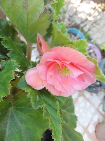 Name:  DSCF7303.jpg
Views: 309
Size:  51.8 KB
