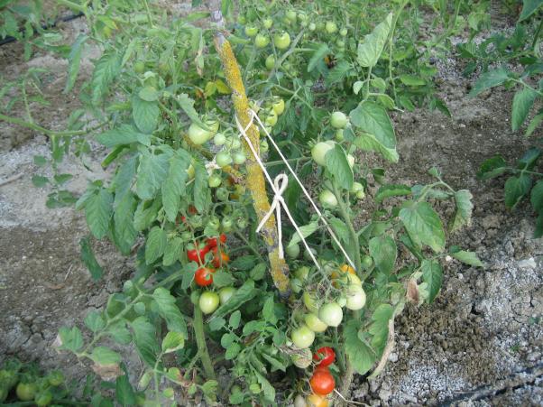 Name:  atalca 012.jpg
Views: 1318
Size:  71.5 KB
