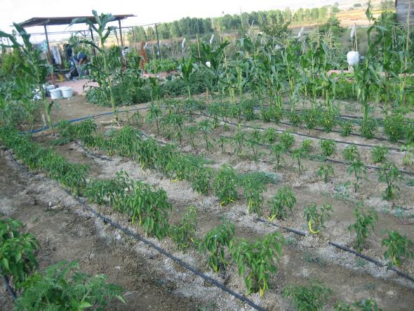 Name:  atalca 010.jpg
Views: 1292
Size:  70.6 KB