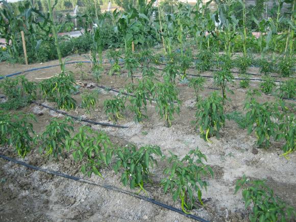 Name:  atalca 011.jpg
Views: 1279
Size:  71.1 KB